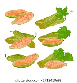 Set Tindora Ivy Gourd Vegetable. Making it suitable for culinary themes, healthy food projects, packaging, farming concepts, recipe visuals, nutrition topics, and plant-based lifestyle content.