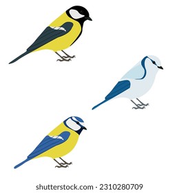 Set of tit bird. Great tit (Parus major), Eurasian blue tit (Cyanistes caeruleus), azure tit (Cyanistes cyanus) isolated on white background. Passerine bird. Paridae. Vector illustration.