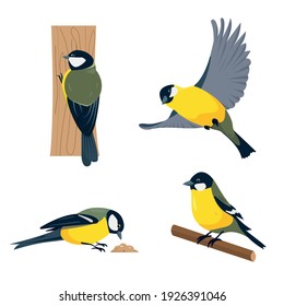 Set of tit birds in different poses isolated on white background. Vector illustration.