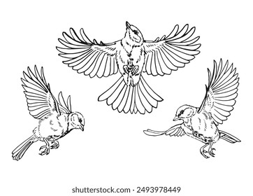 Set of titmouse. Flying bird. Hand drawn vector illustration.