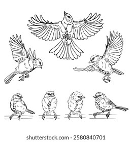 Set of titmouse. Flying bird. Hand drawn vector illustration.