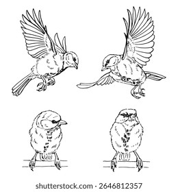 Set of titmouse. Flying bird. Hand drawn vector illustration.
