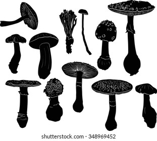 set of toadstools isolated on white background