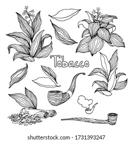 set of tobacco bushes with leaves, smoking pipes, agricultural plant, vector illustration with black ink contour lines isolated on a white background in doodle and hand drawn style