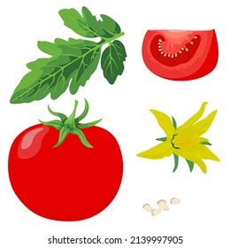 Conjunto de tomate con flor, hoja, semillas y muestra vectorial de fruta en rodajas.