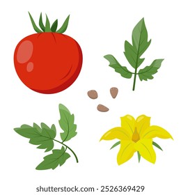 Satz von Tomatenpflanzenelementen. Ganze Tomate, Blume, Blätter und Samen. Bio-vegetarisches Essen. Vektorsymbolgrafik einzeln auf weißem Hintergrund.
