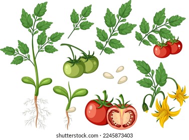 Set of of tomato plant and fruit element isolated illustration