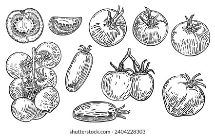 Set of tomato sketch. Great set of hand drawn tomatoes isolated on white background. Organic eco food. 