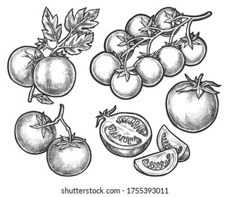 Set of tomato sketches on branch or stem. Sliced half of vegetable or fruit fetus. Hand drawn organic nutrition or food. Isolated sketching for juice or salad ingredient, vitamin and garden, harvest