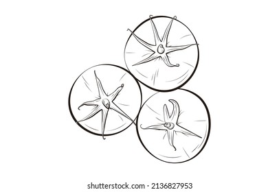 A set of tomato vector illustration