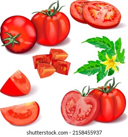 Set of tomatoes for banners, flyers, posters, and social media. Whole, half, quarter, wedges, slices of tomatoes. Globe tomato. Fresh vegetables. Vector illustration isolated on white background