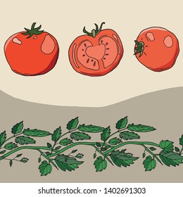 Set of tomatoes and branch. Red whole and slice totatoes with green leafs . template for farm shop. hand drawn style.