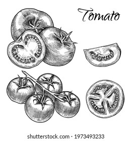A set of tomatoes, a cut tomato and a tomato branch. Hand drawn vector illustration isolated on white background. 