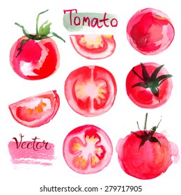 Set tomatoes drawn background. Study vegetables. Red tomatoes vector