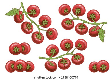 A set of tomatoes drawn by hand in the style of an engraving or pencil drawing in color. Branches tomato with clusters tomato and leaves