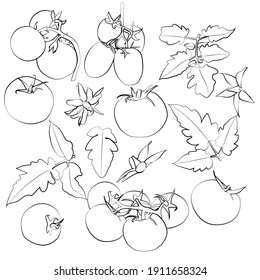 Set of tomatoes, leaves, flowers, linear black and white pattern.