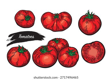 Conjunto de tomates en estilo de dibujo de línea. Tomates dibujados en estilo de grabado. Imagen para el envasado de alimentos, productos ecológicos