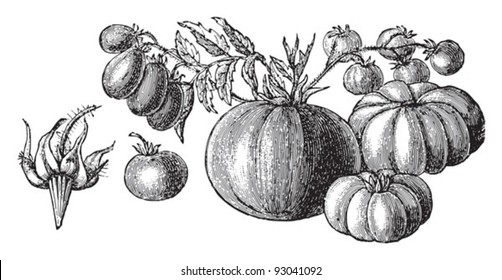 Set of tomatoes (Lycopersicum esculentum) - vegetable / vintage illustration from Meyers Konversations-Lexikon 1897