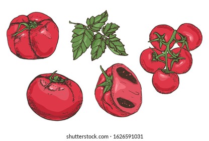 Set of tomatoes on an isolated background. Tomato, leaf, cherry branch. Concept: banner for the site of the breeding company, label for tomato sauce, tomato soup in the menu. White background. Vector.