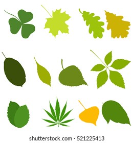 Set top leaves from the trees. Different leaves in color. Colorful autumn leaves.