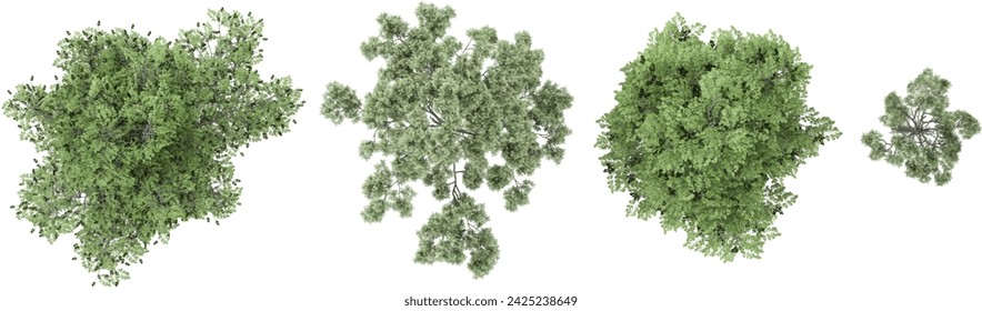 Set of top view of European aspen,fir,pine plants, isolated on transparent background. 3D render