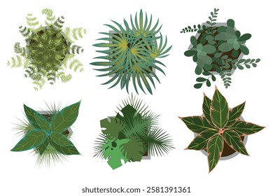 Set of top view flower pots in cartoon style.Vector illustration of green houseplants: ferns, calathea, monstera, palm leaves, jade plants,isolated on white background. Pots of different shapes.