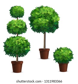 Set of topiary trees in a pots. Plants for garden design.
