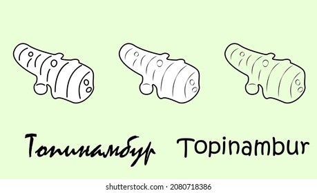 Un conjunto de objetos de fruta topinambur con la inscripción "topinambur" en ruso e inglés. Ilustración vectorial simple, eps