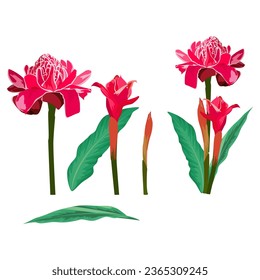 Set of Torch ginger flowers isolated on a white background. vector illustration.