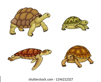 Набор черепахи и черепахи - векторная иллюстрация. EPS 8