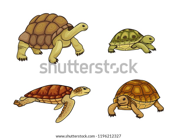 Set of\
tortoise and turtle - vector illustration.\
EPS8