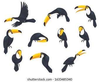 Set of toucan tropical bird with a massive bill and typically brightly colored plumage cartoon animal design flat vector illustration isolated on white background