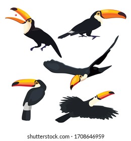 Set of toucan tropical bird with a massive bill and typically brightly colored plumage cartoon animal design flat vector illustration isolated on white background