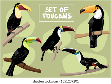 Set of Toucans. Birds Vector Isolated Illustration
