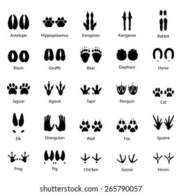 Set of traces of animals and birds, vector illustration