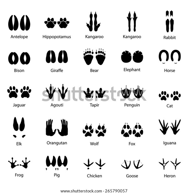 Set
of traces of animals and birds, vector
illustration
