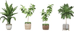 Set Of Transparent Plant Art, Atemberaubende Cut-Out Plant-Bilder, Hintergründe Zur Transparenz-Darstellung Von PNG