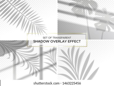 Set of transparent shadow effects for branding. A4 format Mockups. Scenes of natural lighting. Photo-realistic vector illustration. The monstera leaves, palm branches and window frames overlay shadows