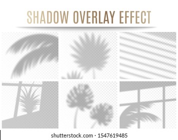 Set of transparent tropical leaves and window shadow overlay effects, realistic vector illustration isolated on transparent background. Natural lighting for branding.