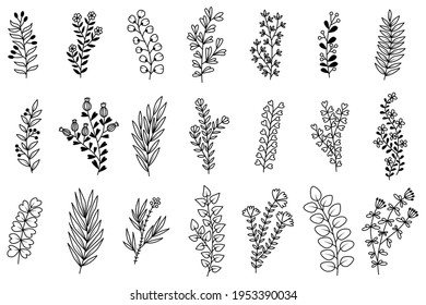 Set of tree branches, eucalyptus, palm leaves, herbs and flowers silhouettes