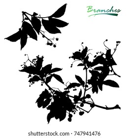 Set of tree and branches with seeds, berries and jagged leaves silhouette. Detailed vector illustration.