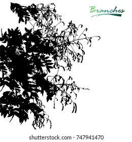 Set of tree and branches with seeds and pods silhouette. Detailed vector illustration.