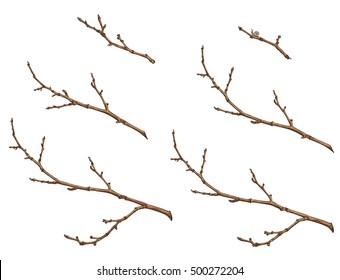 Set Of Tree Branches, Twigs Of Different Sizes, Line Drawing With Colors, Vector Illustration