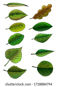 Set of tree green leaves. Vector. Foliage. Different shapes and shades. Round, oblong, heart-shaped, curly. Isolated on a white background. Poplar, willow, willow, oak, apple tree, acacia.