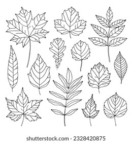 Set of tree leaves of different shapes and sizes, isolated on white background. Linear drawing, black outline. Simple hand-drawn elements of nature.