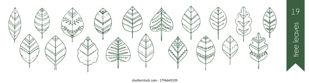 set of tree leaves. Doodle leaves with patterns and ornaments. Autumn theme. Vector hand drawn stock illustration. outline drawing. white isolated background. individual elements
