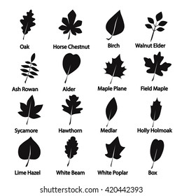 Set of tree leaves icon