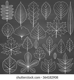 Set of tree leaves on chalkboard background. Twenty different icons. Various elements for design. Cartoon vector illustration. Black and white