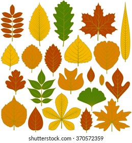 Set of tree leaves. Twenty different icons. Various elements for design. Cartoon vector illustration. Autumn colors, green, orange, yellow, red.