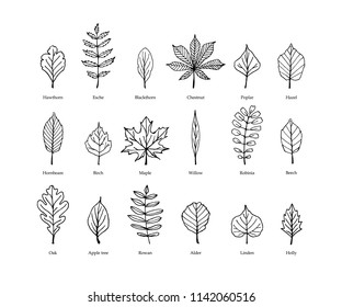 Set Tree Leaves Vector Hand Drawn Stock Vector (Royalty Free ...